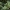 Можжевельник чешуйчатый Мейери (80-100 см, горшок 45л)