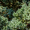 Можжевельник чешуйчатый Мейери (80-100 см, горшок 45л)
