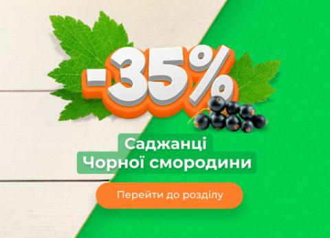 Саджанці чорної смородини -35%